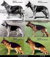 Подборка четвероногих друзей - немецких овчарок