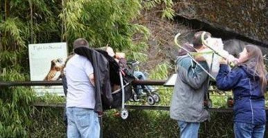 импровизированный шведский стол для тигров