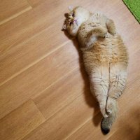 Звезды падают и разбиваются: новый дурацкий флешмоб набирает популярность