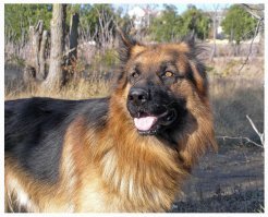 Мои..... Разные, в разное время, но все уже не со мной.