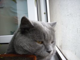 вот и мой сонный "жук", зовут Миха, фотка старая, этому неуловимому уже 14 лет