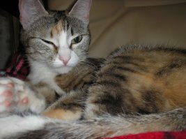 дайна котэ :)