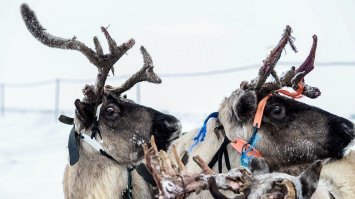 на самом деле жизнь у жителей крайнего севера, оооооочень не легкая.
Там тундра  (это когда деревьев, нет совсем !!!!! )
ветер 300 дней в году, впрочем теплых (лето) наверное тоже не более 60 дней.
Как Коле удалось от туда вырваться, - да повезло в жизни