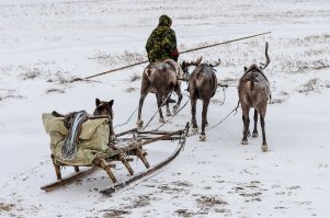 на самом деле жизнь у жителей крайнего севера, оооооочень не легкая.
Там тундра  (это когда деревьев, нет совсем !!!!! )
ветер 300 дней в году, впрочем теплых (лето) наверное тоже не более 60 дней.
Как Коле удалось от туда вырваться, - да повезло в жизни