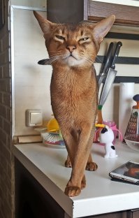 Остап Сулейман Ибрагим Берта Мария Бендер-Бей. Кратко и для друзей-Ося. Еще откликается на возглас "эфиоп твою мать!". Говорят, одной национальности с Пушкиным. Хотя не похож.