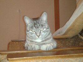 Это Мурка! "Даже злые урки, все боялись Мурку, потому что кошкою была!