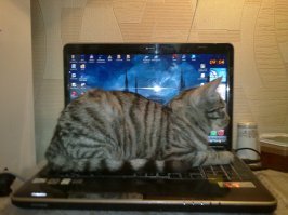 Это Мурка! "Даже злые урки, все боялись Мурку, потому что кошкою была!