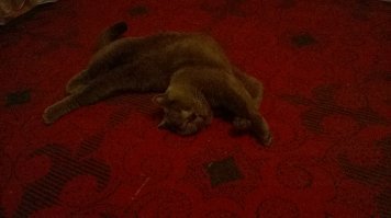 А это Марсель - кореш Мурки.