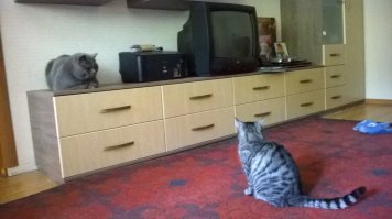 А это Марсель - кореш Мурки.