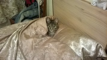 Это Мурка! "Даже злые урки, все боялись Мурку, потому что кошкою была!