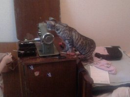 Это Мурка! "Даже злые урки, все боялись Мурку, потому что кошкою была!