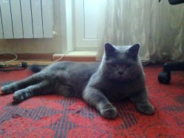 А это Марсель - кореш Мурки.