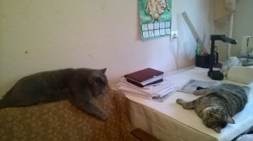 А это Марсель - кореш Мурки.