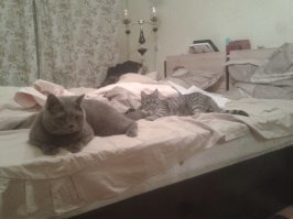 А это Марсель - кореш Мурки.