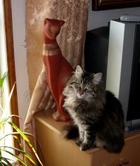 Вот блин, два часа ночи - лайкаю котиков... Своих что ли выложить?..Это Мурка ещё молодая... Уже взрослая... и с сыном.