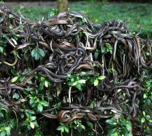 9. Остров Кеймада-Гранди, Бразилия

Остров опасен не самим наличием змей, а их количеством, в среднем до 5 змей на квадратный метр.