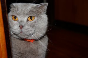 А вы знали? 8 августа - всемирный день кошек!