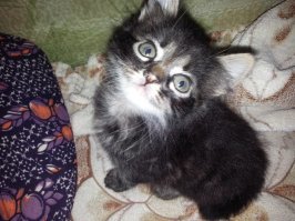 Тоже , пожалуй ,поделюсь )Забрал с улицы...