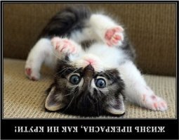 Кошачьи демотиваторы