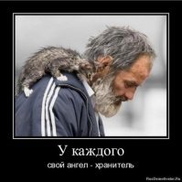 Кошачьи демотиваторы