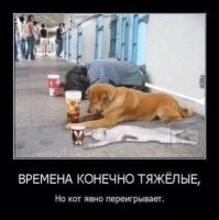 Кошачьи демотиваторы