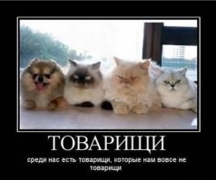 Кошачьи демотиваторы