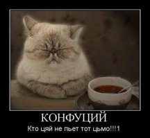 Кошачьи демотиваторы