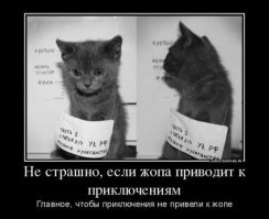 Кошачьи демотиваторы