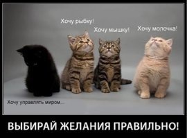Кошачьи демотиваторы