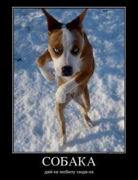 17 собак, которых поставили охранять дом, но они вообще без понятия как это делать