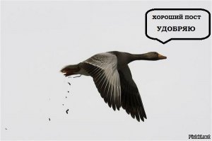 Звезды падают и разбиваются: новый дурацкий флешмоб набирает популярность
