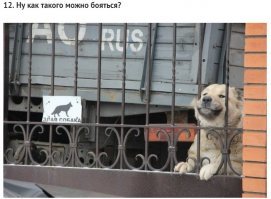 Посмотрел бы я на автора, когда он полез бы проверить мимишность у данной собаки.
И правда.Чё тут бояться.