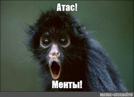 Бессмертный идиот