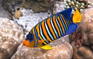 Вот рифовых рыбок... на обеденном столе... жалко.