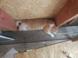 А вы знали? 8 августа - всемирный день кошек!