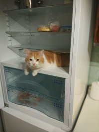 А вы знали? 8 августа - всемирный день кошек!