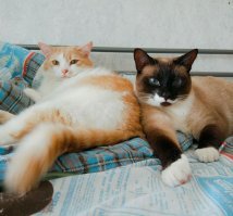 А вы знали? 8 августа - всемирный день кошек!