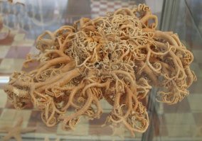 Вьетнамцы нашли возле моря живой ком подвижных тентаклей и вспомнили о кракене