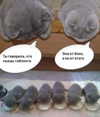 Кошачковый пост для отдыха 