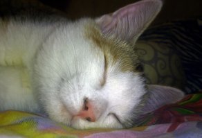 Это мои, когда не дерутся