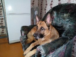 У дочери немец за вяленую рыбу душу продаст. От его взгляда даже каменное сердце не выдержит.