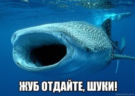 На пляже Австралии нашли зубы акулы, жившей около 25 миллионов лет назад