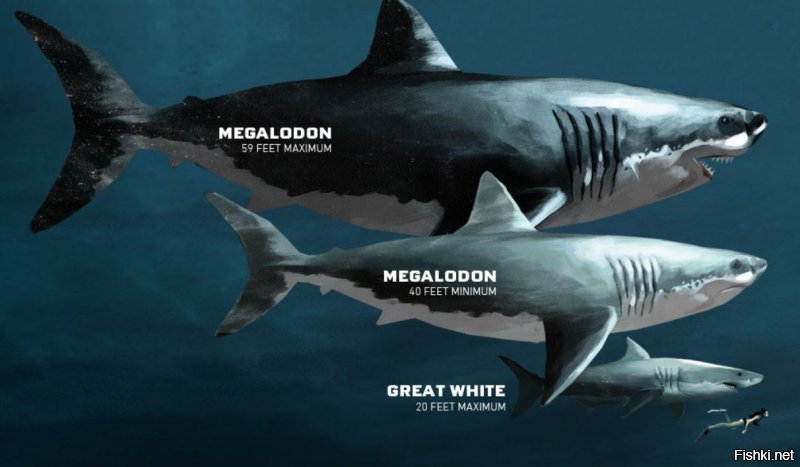 В два раза больше большой белой акулы.  Большая рыбка.  А вот мегалодон был еще больше, и намного.