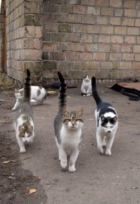 Вот эти нихрена не смешные коты....
