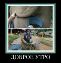 кофе BLACK IVORY -2000 баксов за кг