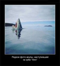 На пляже Австралии нашли зубы акулы, жившей около 25 миллионов лет назад