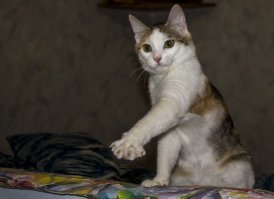 Подборка смешных котов