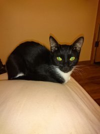 Подборка смешных котов