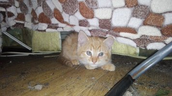 Какой такой горшок...