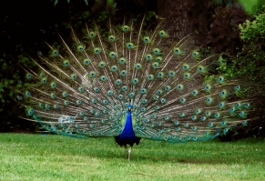 Как они орут - павлины эти, господа в шлёпанцах и носках 
 в Мадриде особенно